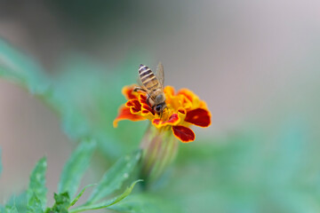 Honeybee on marigold sucking the nectar