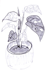little monstera in a pot, graphic monochrome drawing