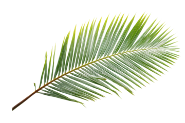 Green palm leaf on transparent background with detailed fronds, cut out