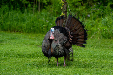Jive Turkey! - Male wild turkey walking in a field
