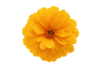 Vibrant yellow marigold flower with detailed petals on black background, cut out