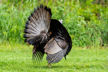 Jive Turkey! - Male wild turkey walking in a field