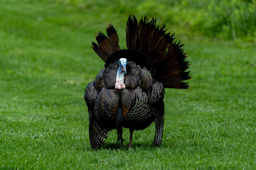 Jive Turkey! - Male wild turkey walking in a field