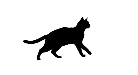 black cat silhouette on white background