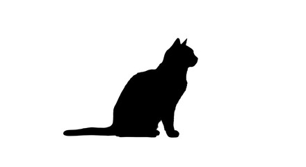 black cat silhouette on white background
