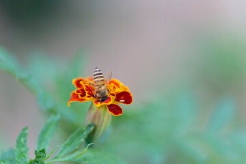 Honeybee on marigold sucking the nectar