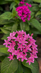 Vibrant pink flowers in a lush garden highlighting the beauty of nature during springtime in full bloom