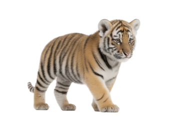Cute tiger cub standing alone with striped fur and curious look, cut out