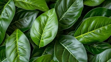 Fototapeta premium Close-up view of lush green leaves.