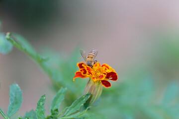 Honeybee on marigold sucking the nectar