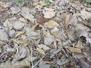 Dry Fallen Leaves Natural Ground Coverage