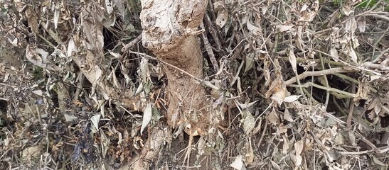 Root System with White Powder Residue