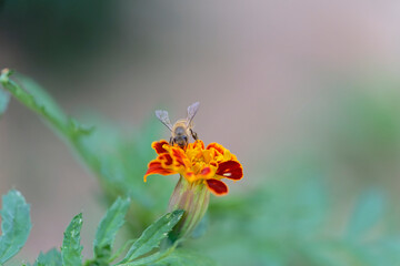 Honeybee on marigold sucking the nectar