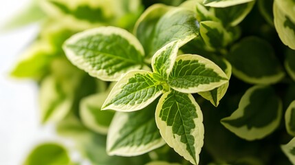 Close-up view of variegated leaves.
