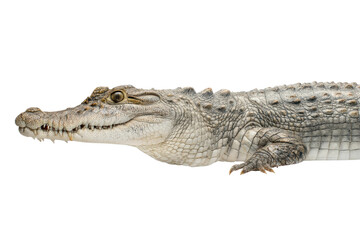 Naklejka premium Close-up of a crocodile isolated on black background, cut out