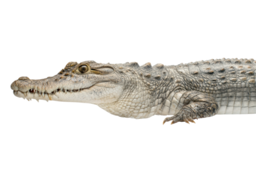 Close-up of a crocodile isolated on black background, cut out