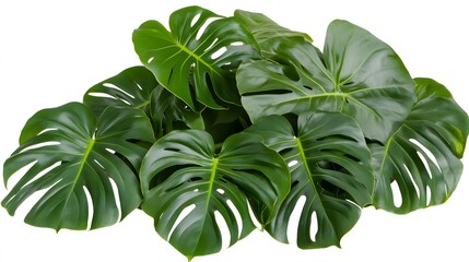 Lush cluster of monstera leaves against a white background.
