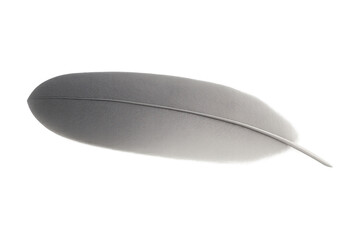 Delicate white feather resting on transparent surface, revealing intricate texture and gentle curves against clean minimalist backdrop