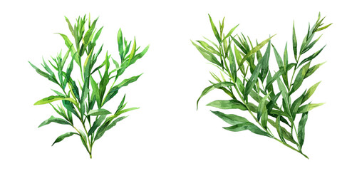 tarragon watercolor vector illustration