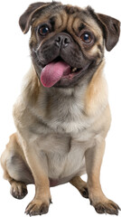 Fototapeta premium Pug Portrait: A charming fawn pug sits attentively, tongue lolling, with expressive eyes gazing directly at the camera.