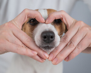 Owner holds her hands in the shape of a heart near the face of her Jack Russell Terrier. 