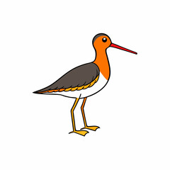 Shorebird Perched On White