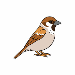 Sparrow Bird Perched On White