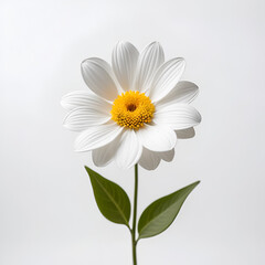 Fototapeta premium ultralight clay a flower, white background