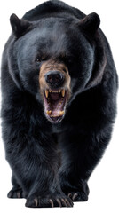 Fototapeta premium Black Bear's Menacing Stance: An intimidating image of a black bear aggressively confronting the viewer, with a menacing glare. Its sharp teeth bared, conveying raw power and untamed wilderness.