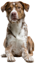 Obraz premium Loyal Companion Portrait: A captivating studio shot of a domestic dog, exuding charm and devotion through its soulful eyes, offering a heartwarming glimpse into the bond between humans and canines.