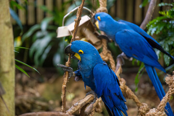 Blue macaws interacting with their environment in a lush garden habitat