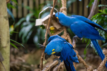 Blue parrots interacting playfully in a lush tropical setting