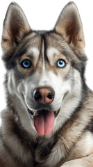 Fototapeta premium Husky Portrait: A stunning portrait of a majestic husky with piercing blue eyes and a captivating gaze. It's a true representation of loyalty and the beauty of nature.