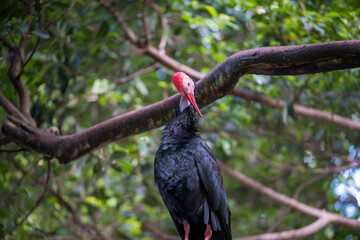 Black stork perched on branch in lush green surroundings during daytime