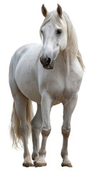  Majestic White Stallion: A pristine white stallion stands regally, its flowing mane and powerful physique on full display, embodying the grace and strength of the equine spirit.