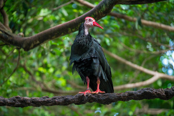 Black bird with red features resting on a branch in a lush green forest