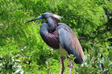 Fototapeta premium Beautiful tricolored heron on plant background in Florida nature, closeup