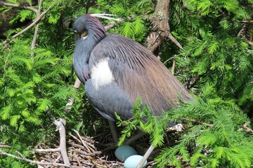 Tricolored heron hatches eggs in the nest in Florida nature, closeup