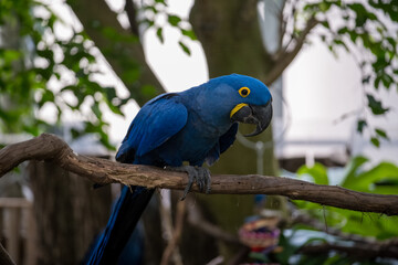 Bright blue parrot perched on a branch in a tropical garden setting