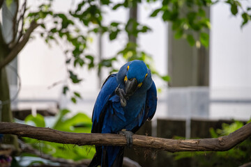 Vibrant blue macaw preens its feathers while perched on a branch