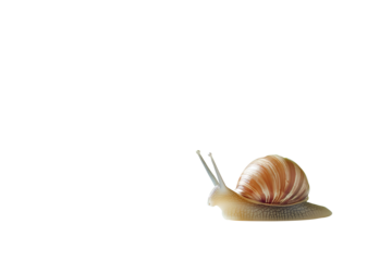Garden snail with a spiral shell and extended eyestalks, showcasing natural wildlife and slow movement, perfect for nature and mollusk themes, isolated on transparent background