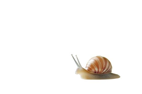 Garden snail with a spiral shell and extended eyestalks, showcasing natural wildlife and slow movement, perfect for nature and mollusk themes, isolated on transparent background