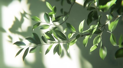 Obraz premium Delicate green leaves on branches bathed in sunlight.