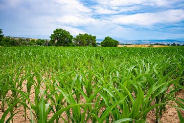 Colorado corn field