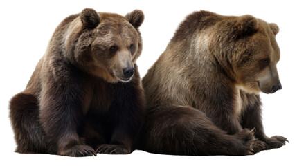 Obraz premium Pair of Majestic Bears: Two magnificent brown bears sit side by side, showcasing their impressive size and the rugged beauty of the wilderness. This image captures the essence of wild.