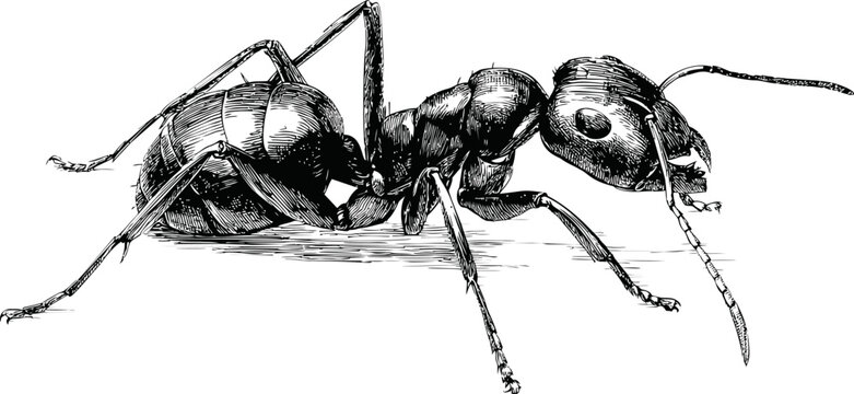 Detailed black ink illustration of an ant with texture and shadows. Vector illustration