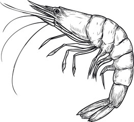 Monochrome sketch of a shrimp with detailed lines and artistic precision. Vector illustration