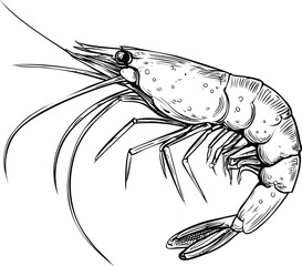 Detailed black and white line drawing of a shrimp with intricate textures. Vector illustration