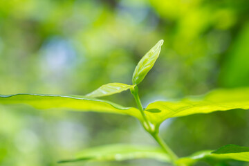 Natural plant green leaf in garden with bokeh background