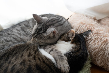 窓辺で眠る可愛い二匹の猫	